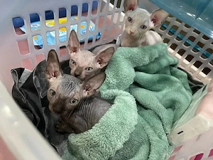 Bezaubernde Sphynx-Kätzchen suchen ein neues Zuhause