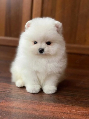 wunderschöne, Zwergspitz-Pomeranian-Welpen