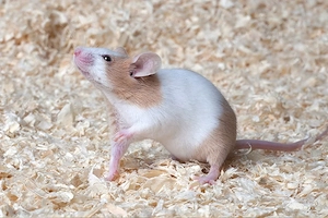 Suche Farbmäuse bzw. weiße Mäuse als Futtertiere