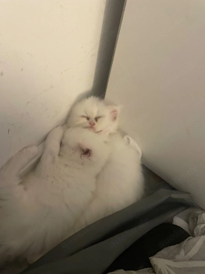 Katzenbabys Perser Siam mix