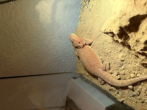 Bartagame weiblich 2 Jahre 