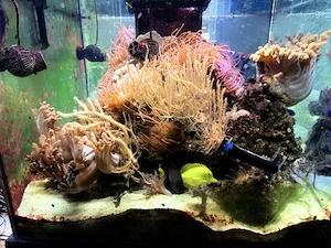 Meerwasserwürfel 80x80x65 mit Fischbesatz Meerwasseraquarium