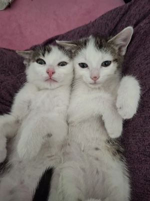 2 katzen Brüder kitten