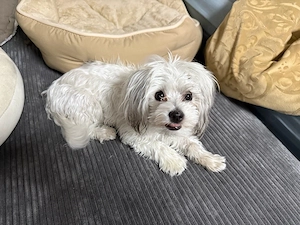 Maltipoo mädchen zu verkaufen 