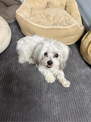 Maltipoo mädchen zu verkaufen 