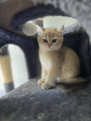 BKH Kitte Männchen 