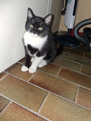 Hauskatzen 