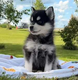 Pomsky-Welpen verfügbar