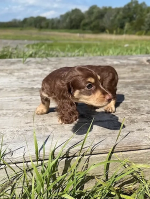 Wunderschöne Dackelwelpen