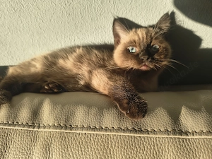 Hübsche Siamkatze sucht neues Zuhause 