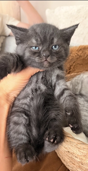 Bkh Kätzchen ( Kater  Schwarz) zu verkaufen 