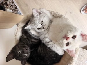Bkh Kätzchen ( Kater  Schwarz) zu verkaufen 