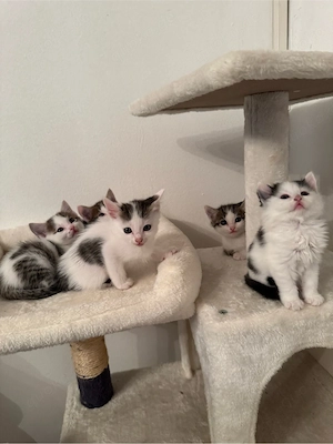 Kitten abzugeben 