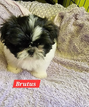 Shih Tzu noch 2 suchen 