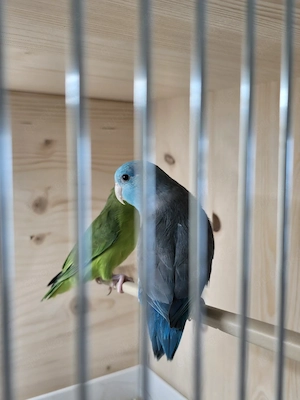 Sperlingspapagei 