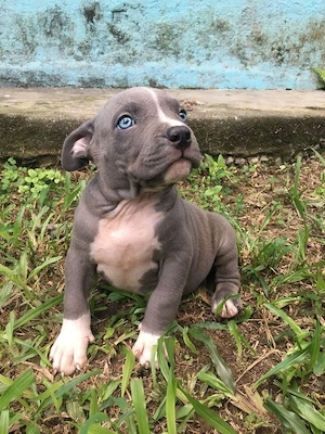 American-Pitbull-Terrier-Welpen suchen ein Zuhause fürs Leben.