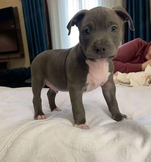 American-Staffordshire-Terrier-Welpen