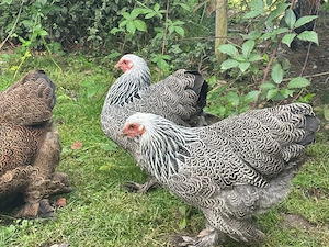 Zwerg Brahma   Zwerg Hühner