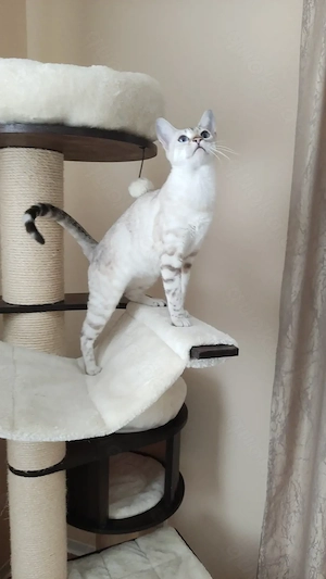Wunderschöne Reinrassige Bengal Katze sucht ein neues Zuhause.