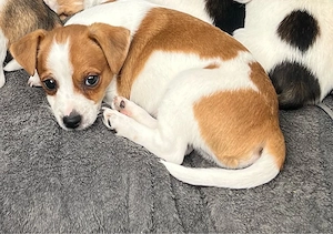 Jack Russel Mix Welpe sucht ein liebevolles zuhause