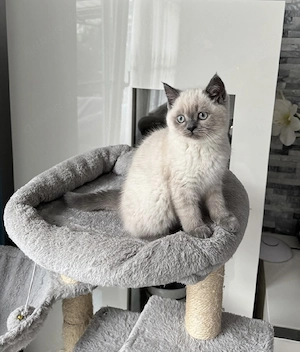 BKH BLH Kitten Seal Point weiß