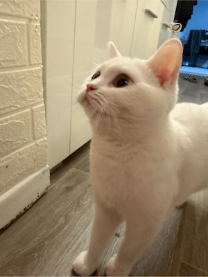 katze weiß
