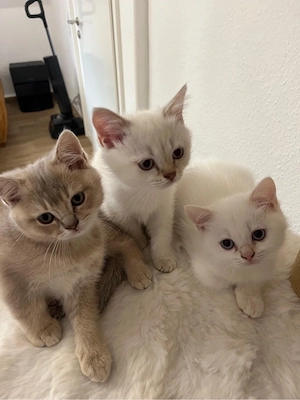 3 BKH-Kater suchen ein liebevolles Zuhause   geboren am 13.07.2026