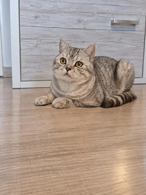 BKH Kater Leo