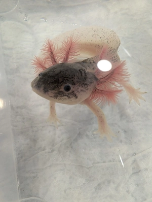 Angebot !! Je 4 Axolotl als Gruppe für nur 30 euro . Freie farbwahl unserer 10bis15cm jungtieren!