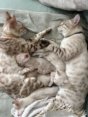 Snow-Bengal-Kitten suchen liebevolles Zuhause