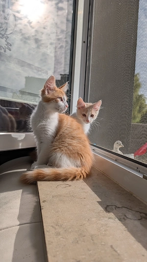 Maine coon kitten 