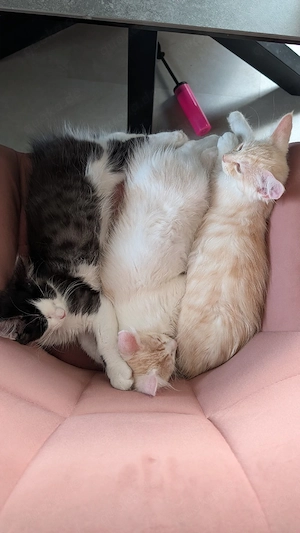 Maine coon kitten 