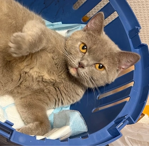 Britisch-Perserkatze