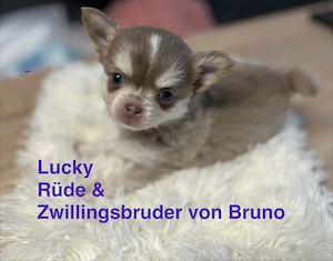 Kleiner Langhaar Chihuahua Lucky
