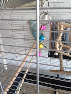 Halsbandsittich sucht neues Zuhause 