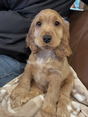 Cocker Spaniel Welpen!