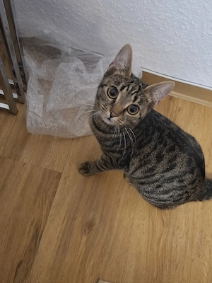 Zwei Katzen abzugeben Mutter und Tochter