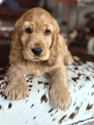 Charming Cocker Spaniel Welpen!