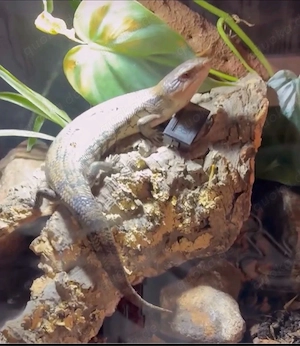 Blauzungenskink Tiliqua Gigas