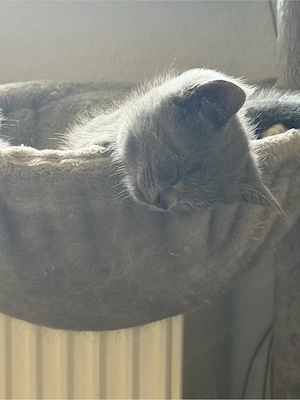 BHK Kitten Junge 