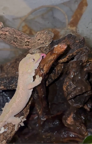 Flechtengecko (Chahoua) Pine-Island Variante 