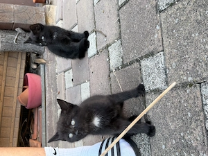 Katzen kitten abzugeben