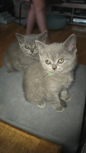 blh und bkh kitten zu verkaufen 