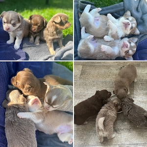 Langhaar Chihuahua Welpen mit Husky und Schoko
