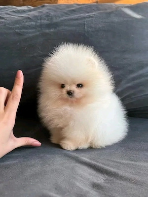 TEACUP-Pomeranian-Welpen Zur Adoption