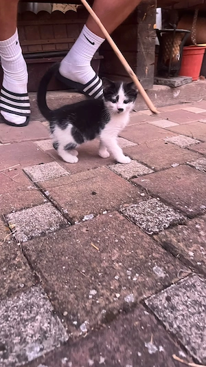 Kitten abzugeben - Bauernhof 