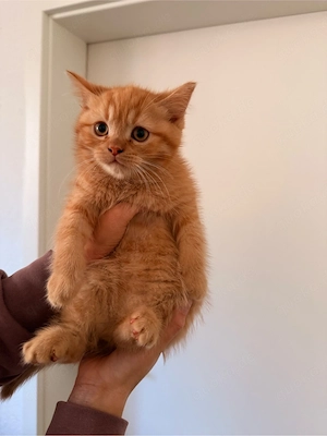 roter Kater Perser Mix Kitten getiegert