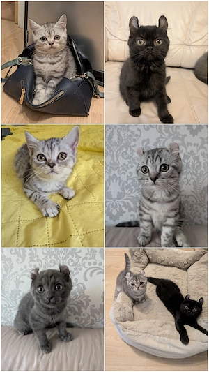 5 Zuckersüßen Kitten Mix Amerikan Curl und BKH
