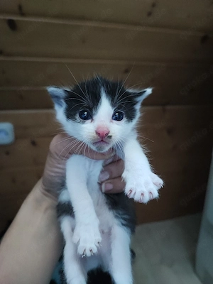 Katzen Babys 
