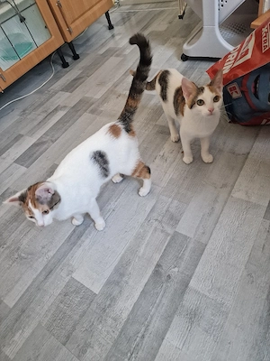 jung katzen 